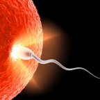 Infertilité féminine et baisse de la fertilité masculine